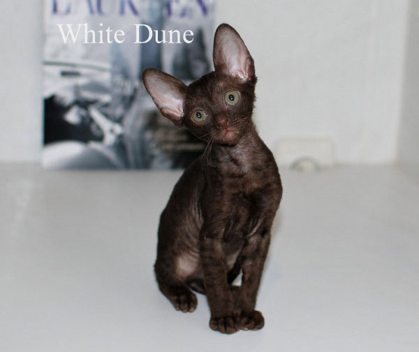 Котенок корниш-рекс купить , окрас: Шоколадный, порода: корниш-рекс, пол: кошка - фото 1 | Питомник корниш-рекс «White Dune»