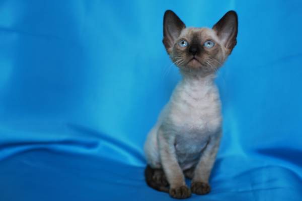 Котенок корниш-рекс купить Бейлис, порода: корниш-рекс - фото 6 | Питомник корниш-рекс «White Dune»