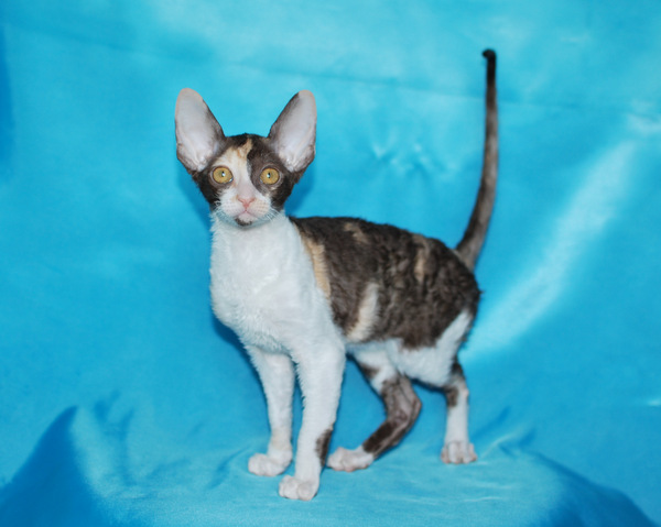 Котенок корниш-рекс купить Happy Love, окрас: Шоколадная черепаха, порода: корниш-рекс, пол: кошка - фото 8 | Питомник корниш-рекс «White Dune»