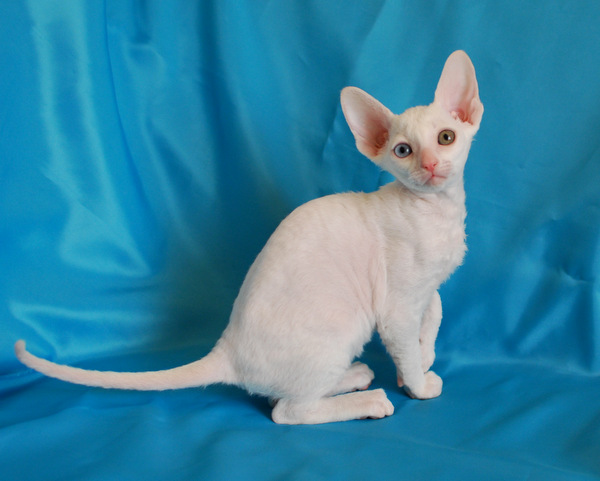 Котенок корниш-рекс купить Феликс, окрас: Белый, порода: корниш-рекс, пол: кот - фото 4 | Питомник корниш-рекс «White Dune»