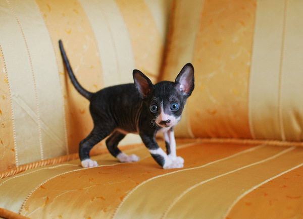 Котенок корниш-рекс купить Фея, окрас: черный с белым, порода: корниш-рекс, пол: кошка - фото 2 | Питомник корниш-рекс «White Dune»