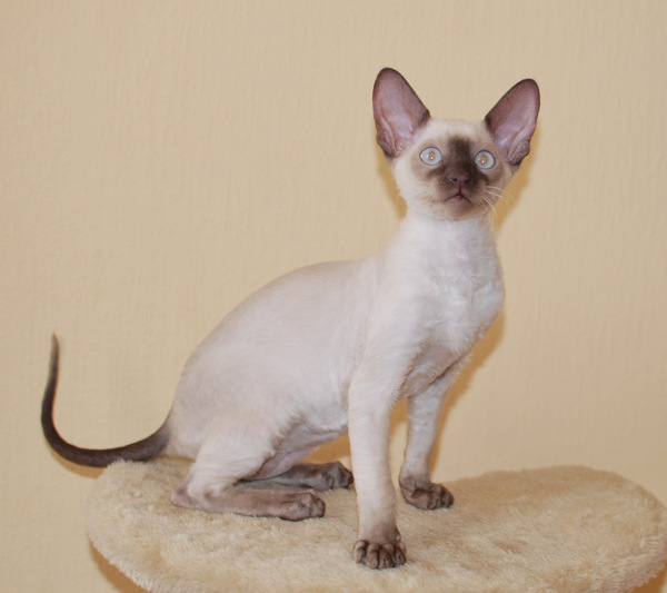 корниш-рекс купить G, окрас: Шоколад-поинт, порода: корниш-рекс, пол: кот - фото 1 | Питомник корниш-рекс «White Dune»