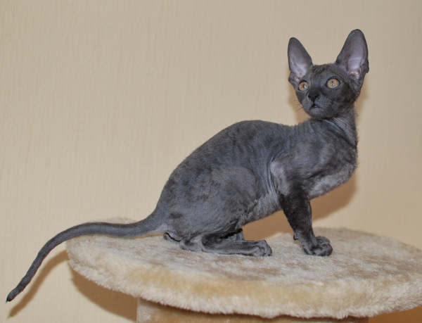 Котенок корниш-рекс купить Акварель, окрас: Сиамский черепаховый, порода: корниш-рекс, пол: кошка - фото 4 | Питомник корниш-рекс «White Dune»