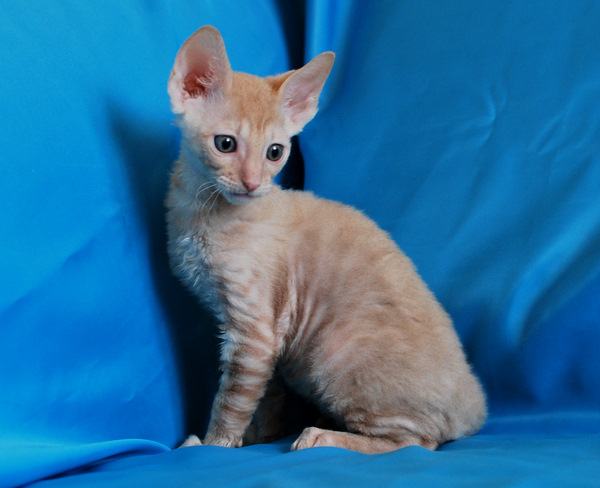 Котенок корниш-рекс купить DIOR, окрас: Кремовый с зелеными глазами, порода: корниш-рекс, пол: кот - фото 2 | Питомник корниш-рекс «White Dune»