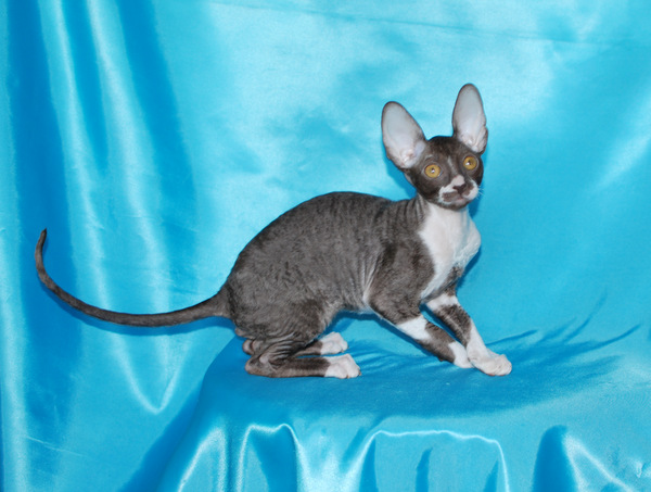 Котенок корниш-рекс купить Olivia, окрас: Шоколадный с белым, порода: корниш-рекс, пол: кошка - фото 5 | Питомник корниш-рекс «White Dune»