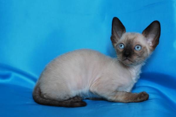 , порода: корниш-рекс - фото 1 | Питомник корниш-рекс «White Dune»