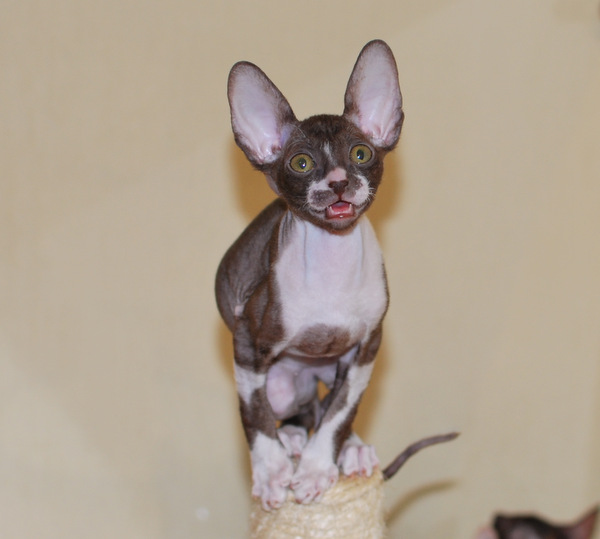 Котенок корниш-рекс купить Olivia, окрас: Шоколадный с белым, порода: корниш-рекс, пол: кошка - фото 3 | Питомник корниш-рекс «White Dune»