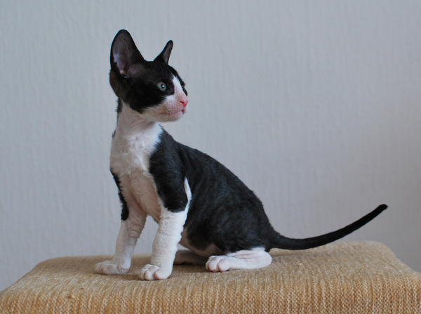 Котенок корниш-рекс купить Феликс, окрас: Белый, порода: корниш-рекс, пол: кот - фото 8 | Питомник корниш-рекс «White Dune»