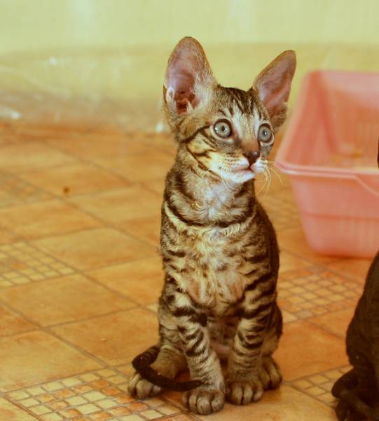 корниш-рекс купить , окрас: тигровый, порода: корниш-рекс, пол: КОТ - фото 1 | Питомник корниш-рекс «White Dune»