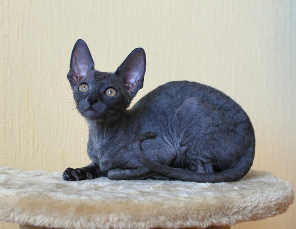 Котенок корниш-рекс купить Акварель, окрас: Сиамский черепаховый, порода: корниш-рекс, пол: кошка - фото 5 | Питомник корниш-рекс «White Dune»