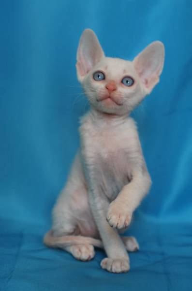Котенок корниш-рекс купить Бисквитик, порода: корниш-рекс - фото 7 | Питомник корниш-рекс «White Dune»