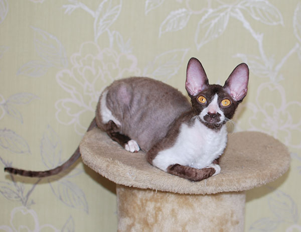 Котенок корниш-рекс купить ИРИСКА, окрас: Шоколад с белым, порода: корниш-рекс, пол: Кошка - фото 3 | Питомник корниш-рекс «White Dune»