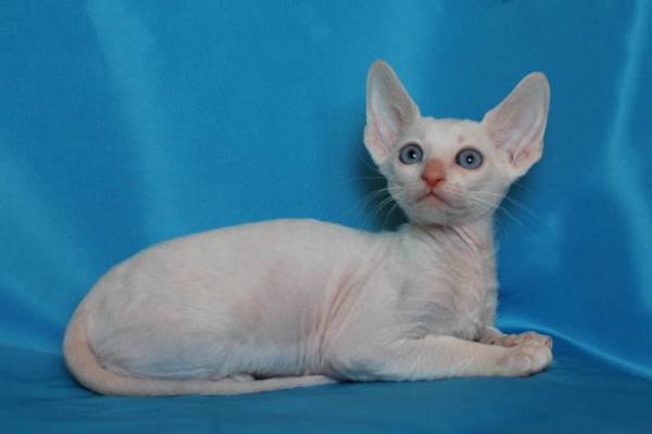 , порода: корниш-рекс - фото 1 | Питомник корниш-рекс «White Dune»