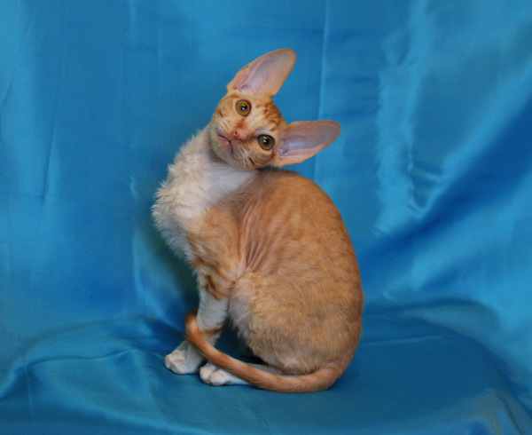 Котенок корниш-рекс купить Ferrari, окрас: рыжий с белым, порода: корниш-рекс, пол: кот - фото 3 | Питомник корниш-рекс «White Dune»