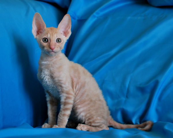 корниш-рекс купить DIOR, окрас: Кремовый с зелеными глазами, порода: корниш-рекс, пол: кот - фото 1 | Питомник корниш-рекс «White Dune»