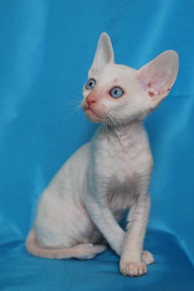 Котенок корниш-рекс купить Бисквитик, порода: корниш-рекс - фото 3 | Питомник корниш-рекс «White Dune»