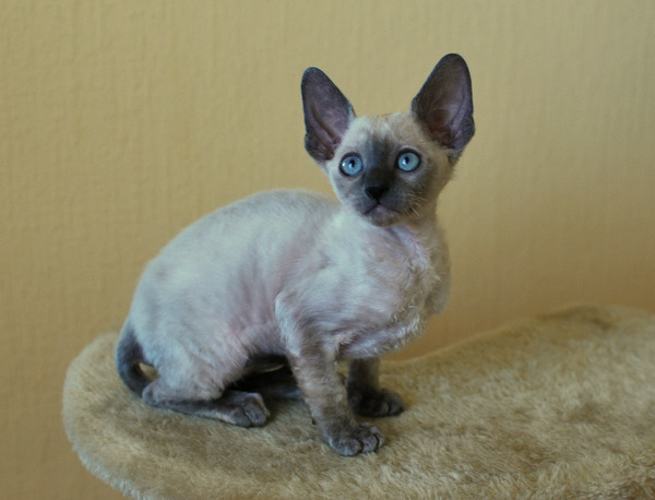 корниш-рекс купить Celebrity, окрас: сиамский, порода: корниш-рекс, пол: кошка - фото 1 | Питомник корниш-рекс «White Dune»