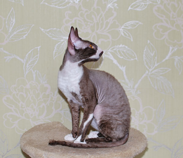 Котенок корниш-рекс купить ИРИСКА, окрас: Шоколад с белым, порода: корниш-рекс, пол: Кошка - фото 2 | Питомник корниш-рекс «White Dune»