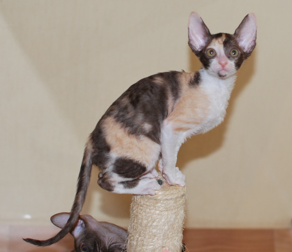 Котенок корниш-рекс купить Happy Love, окрас: Шоколадная черепаха, порода: корниш-рекс, пол: кошка - фото 4 | Питомник корниш-рекс «White Dune»