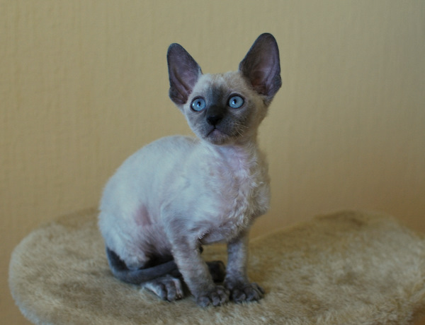 Котенок корниш-рекс купить Celebrity, окрас: сиамский, порода: корниш-рекс, пол: кошка - фото 4 | Питомник корниш-рекс «White Dune»