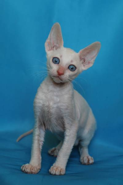 Котенок корниш-рекс купить Берта, порода: корниш-рекс - фото 8 | Питомник корниш-рекс «White Dune»