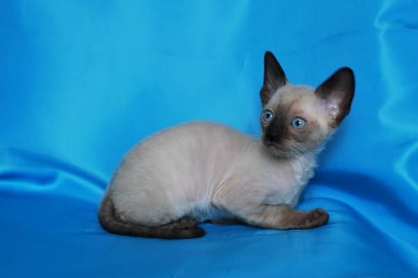 Котенок корниш-рекс купить Бейлис, порода: корниш-рекс - фото 5 | Питомник корниш-рекс «White Dune»