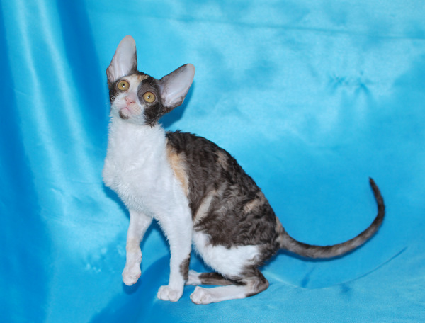 Котенок корниш-рекс купить Happy Love, окрас: Шоколадная черепаха, порода: корниш-рекс, пол: кошка - фото 7 | Питомник корниш-рекс «White Dune»