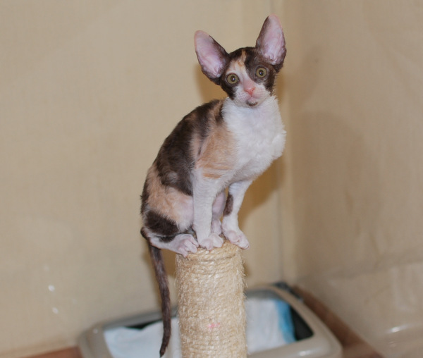 Котенок корниш-рекс купить Happy Love, окрас: Шоколадная черепаха, порода: корниш-рекс, пол: кошка - фото 3 | Питомник корниш-рекс «White Dune»