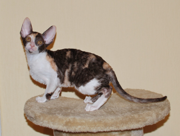 Котенок корниш-рекс купить Happy Love, окрас: Шоколадная черепаха, порода: корниш-рекс, пол: кошка - фото 5 | Питомник корниш-рекс «White Dune»