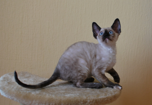 Котенок корниш-рекс купить Анабель, окрас: сиамский черепаховый, порода: корниш-рекс, пол: кошка - фото 8 | Питомник корниш-рекс «White Dune»