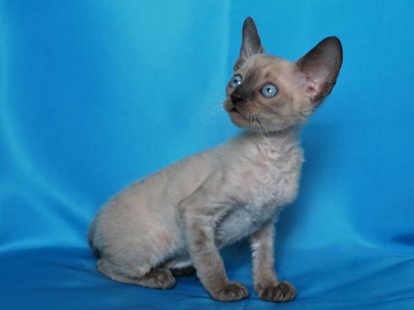 Котенок корниш-рекс купить Баста, порода: корниш-рекс - фото 4 | Питомник корниш-рекс «White Dune»
