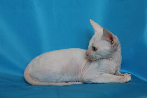 Котенок корниш-рекс купить Берта, порода: корниш-рекс - фото 6 | Питомник корниш-рекс «White Dune»