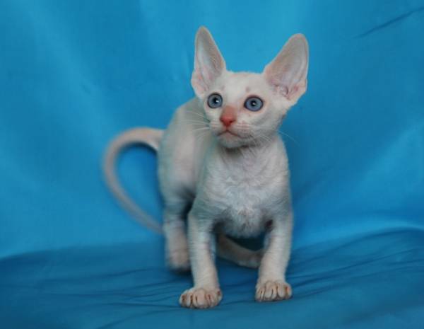 Котенок корниш-рекс купить Берта, порода: корниш-рекс - фото 7 | Питомник корниш-рекс «White Dune»
