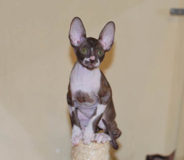 Котенок корниш-рекс купить Olivia, окрас: Шоколадный с белым, порода: корниш-рекс, пол: кошка - фото 4 | Питомник корниш-рекс «White Dune»