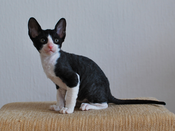 Котенок корниш-рекс купить Феликс, окрас: Белый, порода: корниш-рекс, пол: кот - фото 7 | Питомник корниш-рекс «White Dune»