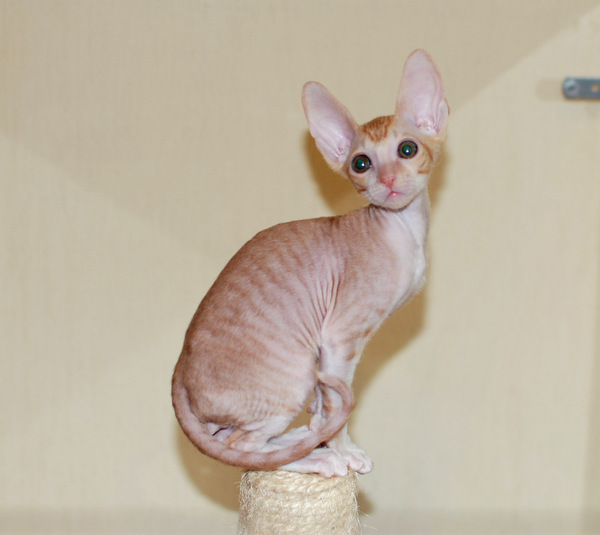 Котенок корниш-рекс купить Honeymoon, окрас: рыжий с белым, порода: корниш-рекс, пол: кот - фото 4 | Питомник корниш-рекс «White Dune»