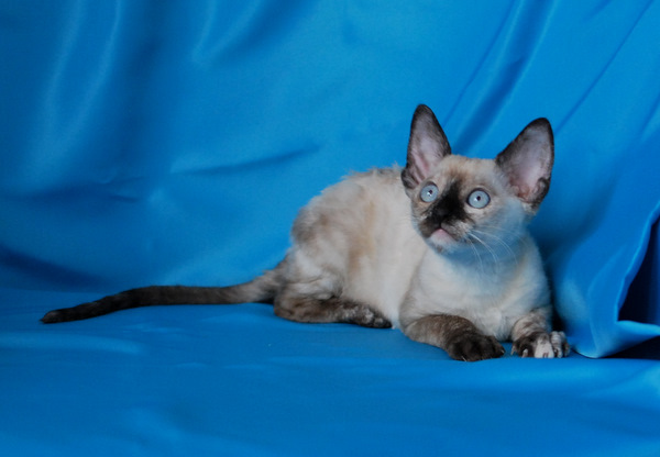 Котенок корниш-рекс купить Акварель, окрас: Сиамский черепаховый, порода: корниш-рекс, пол: кошка - фото 2 | Питомник корниш-рекс «White Dune»