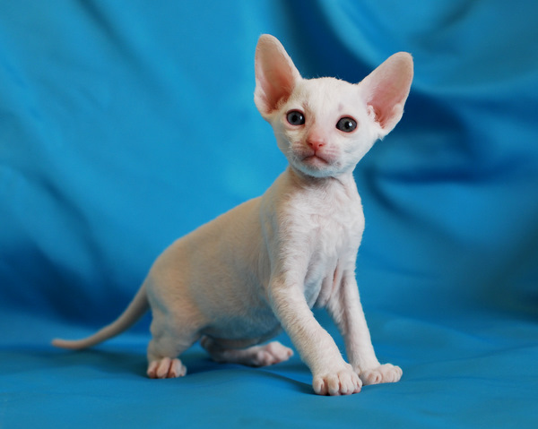 Котенок корниш-рекс купить Феликс, окрас: Белый, порода: корниш-рекс, пол: кот - фото 2 | Питомник корниш-рекс «White Dune»