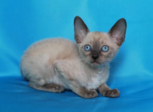 , порода: корниш-рекс - фото 1 | Питомник корниш-рекс «White Dune»