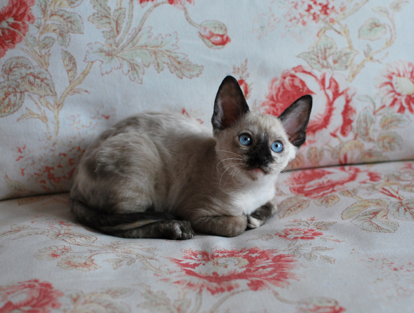 Котенок корниш-рекс купить Анабель, окрас: сиамский черепаховый, порода: корниш-рекс, пол: кошка - фото 5 | Питомник корниш-рекс «White Dune»