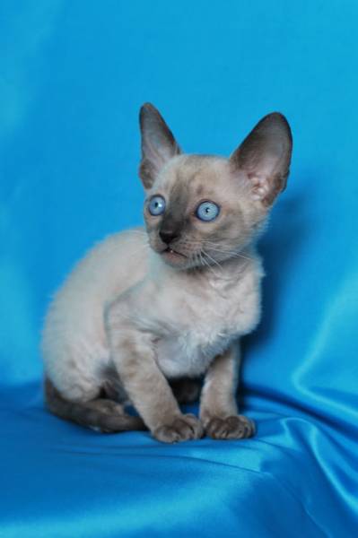 Котенок корниш-рекс купить Баста, порода: корниш-рекс - фото 2 | Питомник корниш-рекс «White Dune»