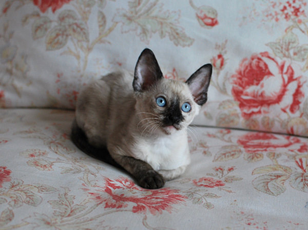 Котенок корниш-рекс купить Анабель, окрас: сиамский черепаховый, порода: корниш-рекс, пол: кошка - фото 4 | Питомник корниш-рекс «White Dune»