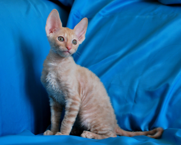 Котенок корниш-рекс купить DIOR, окрас: Кремовый с зелеными глазами, порода: корниш-рекс, пол: кот - фото 5 | Питомник корниш-рекс «White Dune»