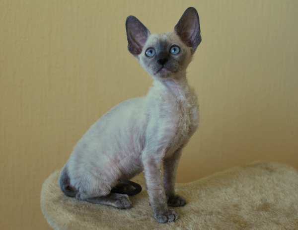 Котенок корниш-рекс купить Celebrity, окрас: сиамский, порода: корниш-рекс, пол: кошка - фото 2 | Питомник корниш-рекс «White Dune»
