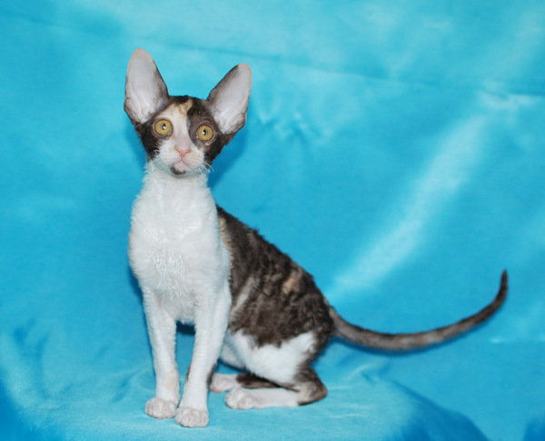 Котенок корниш-рекс купить Happy Love, окрас: Шоколадная черепаха, порода: корниш-рекс, пол: кошка - фото 1 | Питомник корниш-рекс «White Dune»