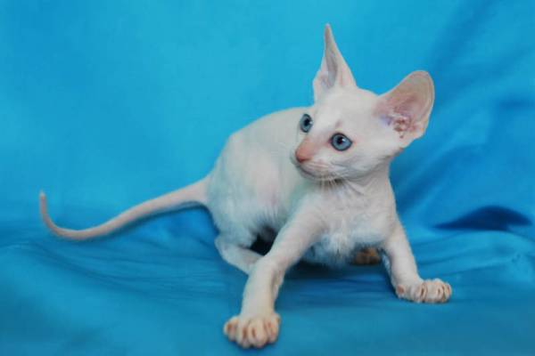 Котенок корниш-рекс купить Берта, порода: корниш-рекс - фото 2 | Питомник корниш-рекс «White Dune»