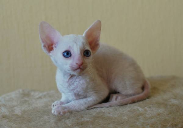 Котенок корниш-рекс купить Camellia, окрас: белый, порода: корниш-рекс, пол: кошка - фото 2 | Питомник корниш-рекс «White Dune»