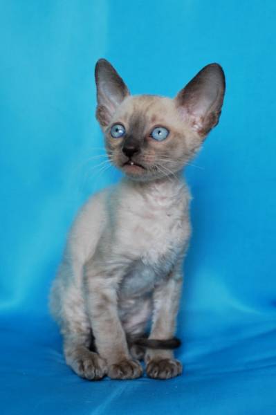 Котенок корниш-рекс купить Баста, порода: корниш-рекс - фото 3 | Питомник корниш-рекс «White Dune»