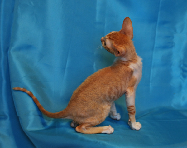 Котенок корниш-рекс купить Ferrari, окрас: рыжий с белым, порода: корниш-рекс, пол: кот - фото 2 | Питомник корниш-рекс «White Dune»