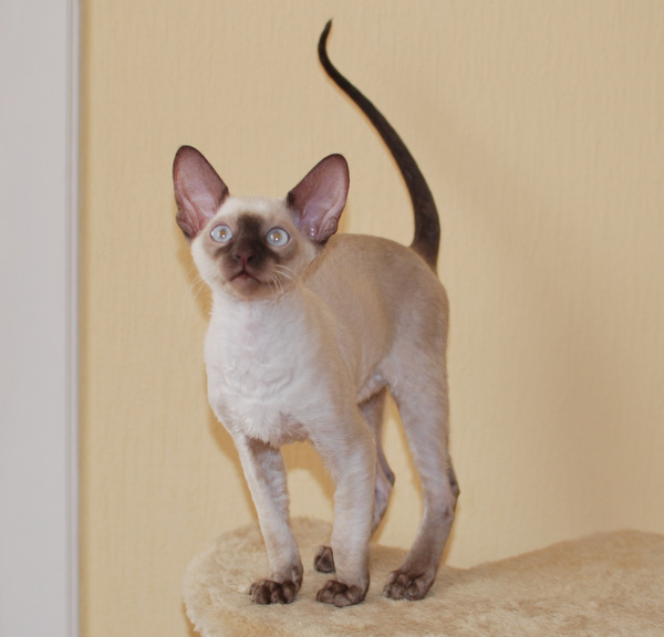 Котенок корниш-рекс купить G, окрас: Шоколад-поинт, порода: корниш-рекс, пол: кот - фото 2 | Питомник корниш-рекс «White Dune»